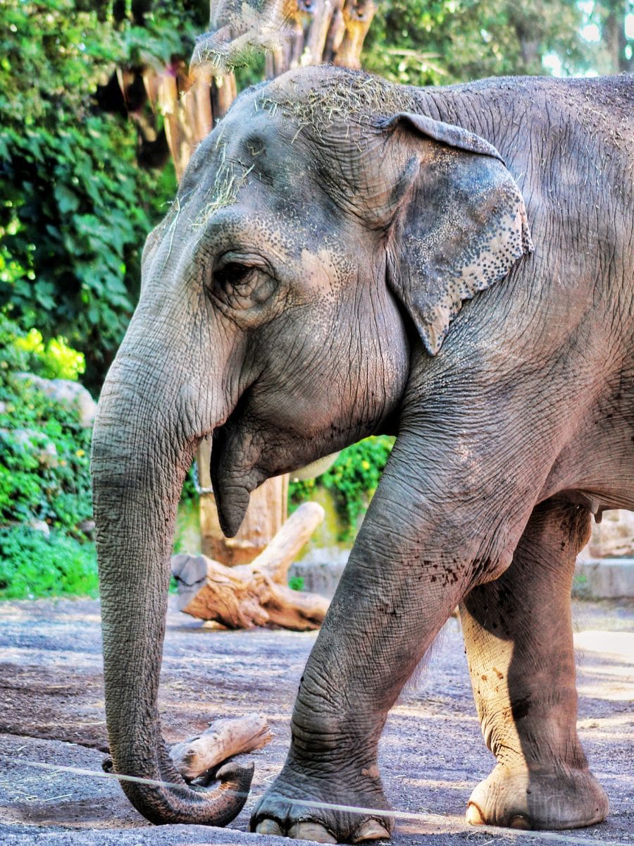 Billets combinés pour le Bioparco de Rome