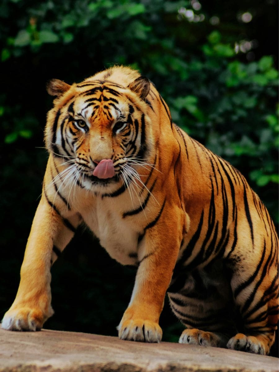 Bioparco di Roma : Infos pratiques à connaître