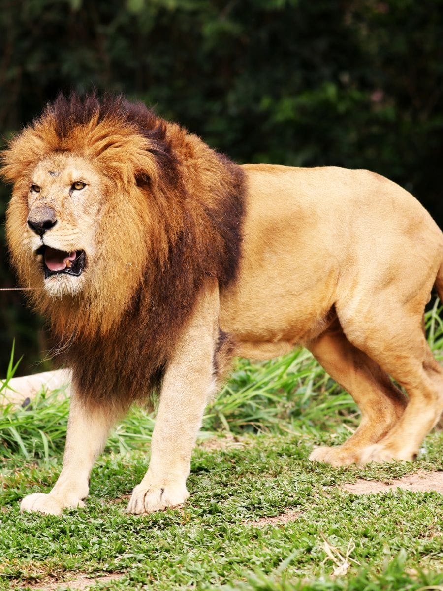 Petite histoire du zoo de Rome