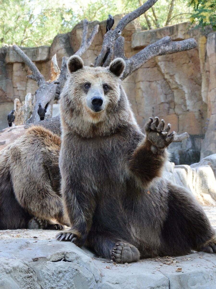 Les animaux à voir au zoo de Rome