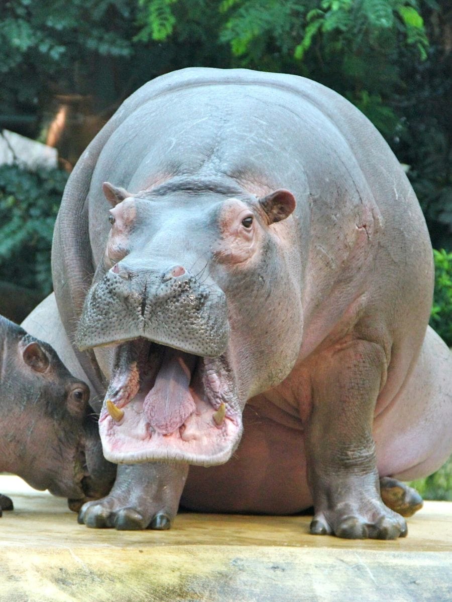 Visites guidées au zoo de Rome