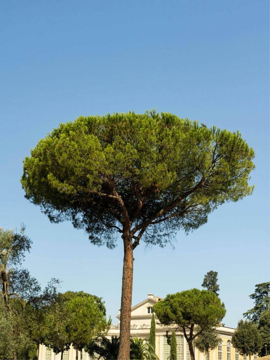 L’histoire du Jardin des Orangers Rome (Parco Savello)