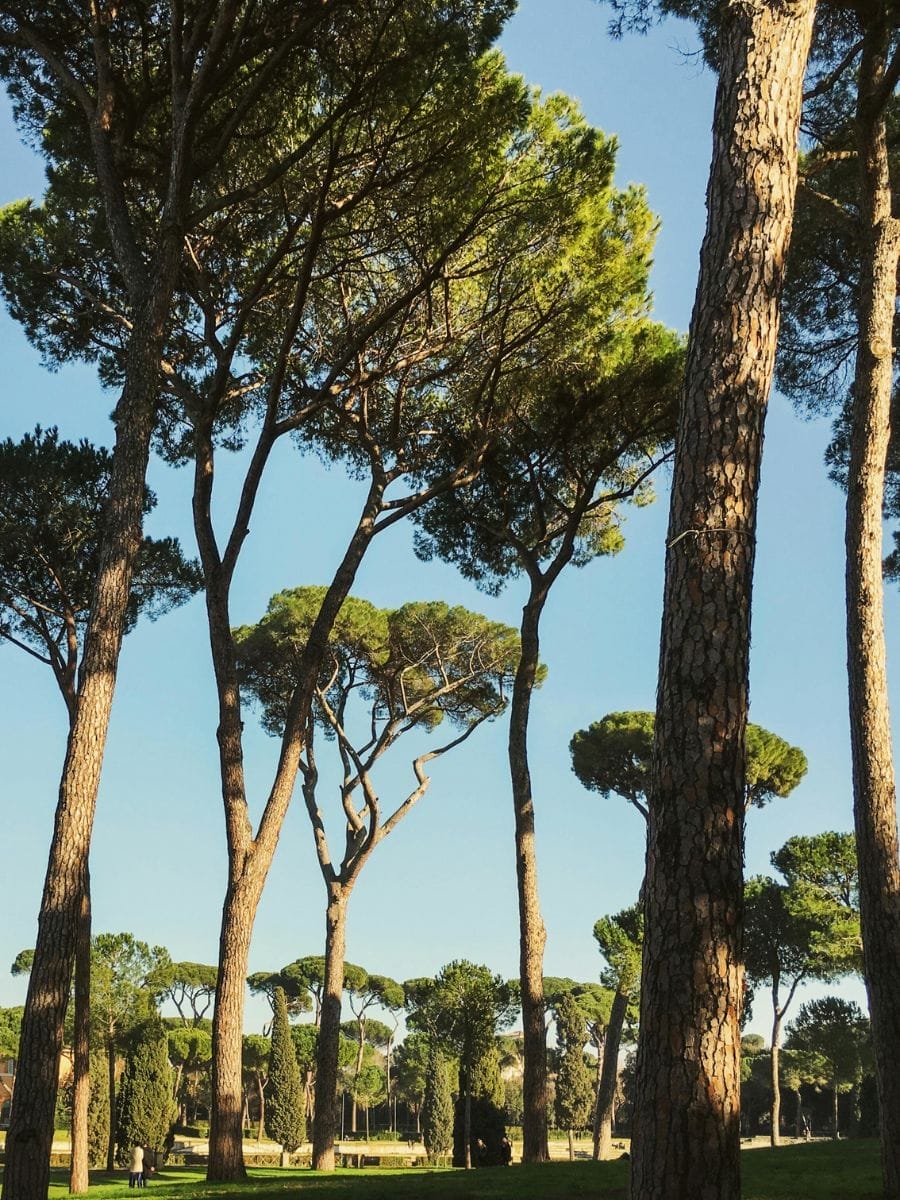 Quel est le meilleur moment pour visiter les jardins des orangers à Rome